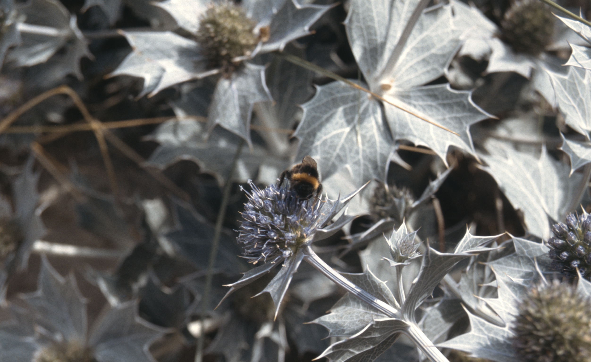 092AA077 0076 42D7 A589 F2F13F95C0A62020 03 05 4006