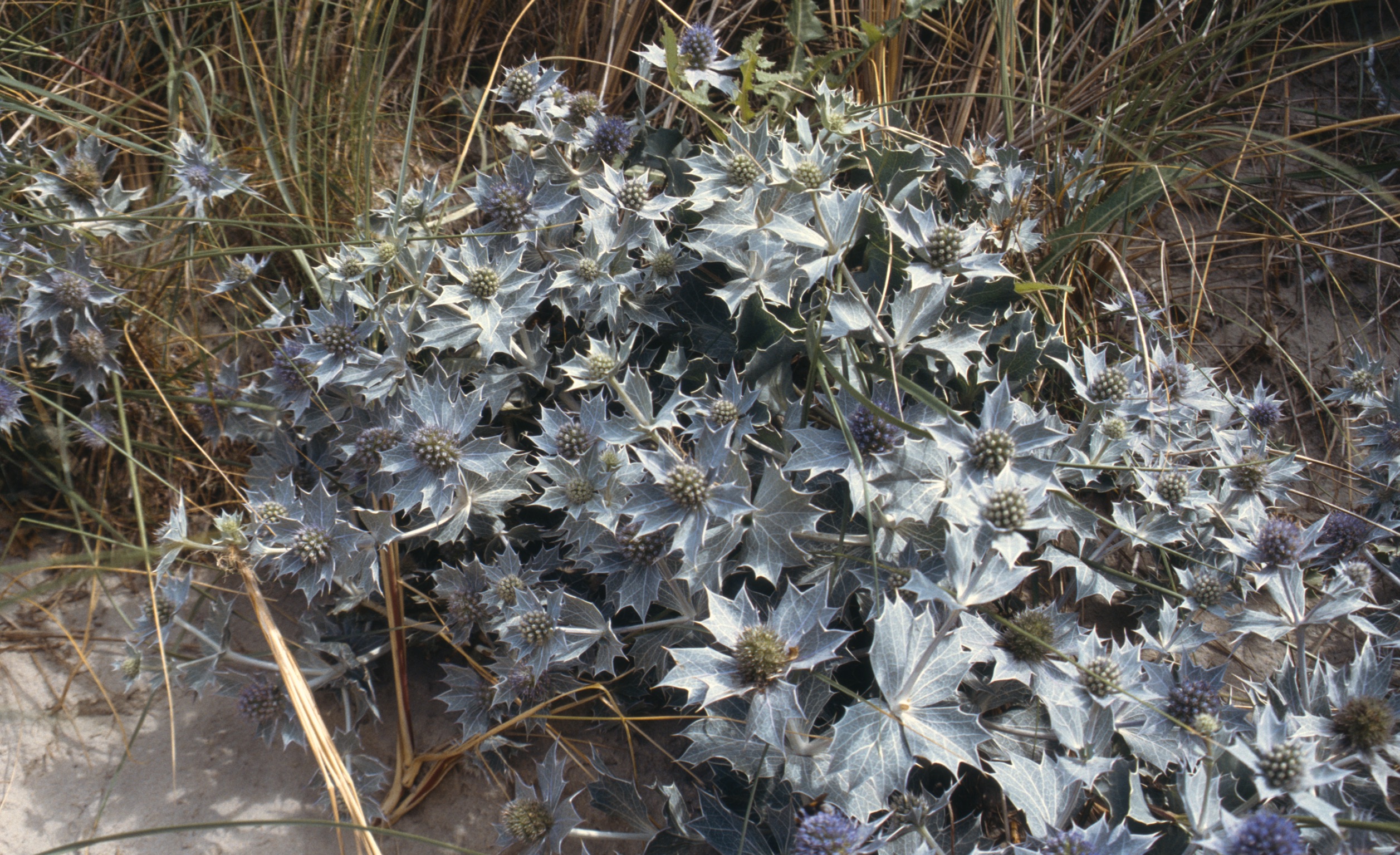 C38DD2C5 9CEB 4009 9CBD FA570AFC97CB2020 03 05 4007