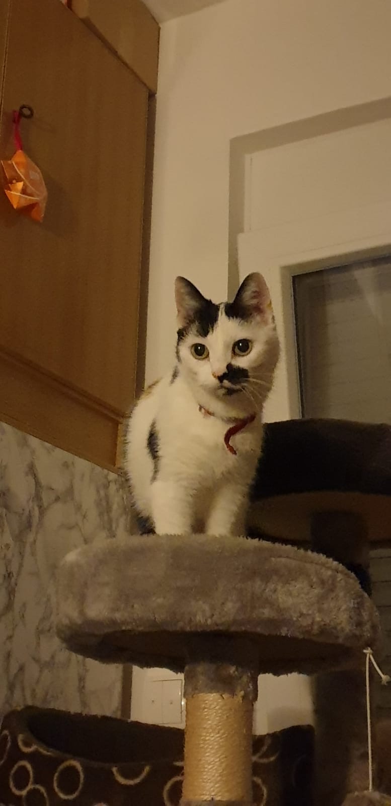 Ca6bced3 b6ba 4efe bfcb 9b37c71f4c66